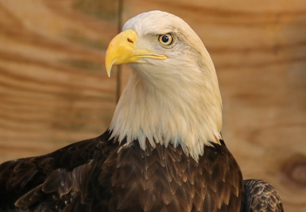 Eli the bald eagle